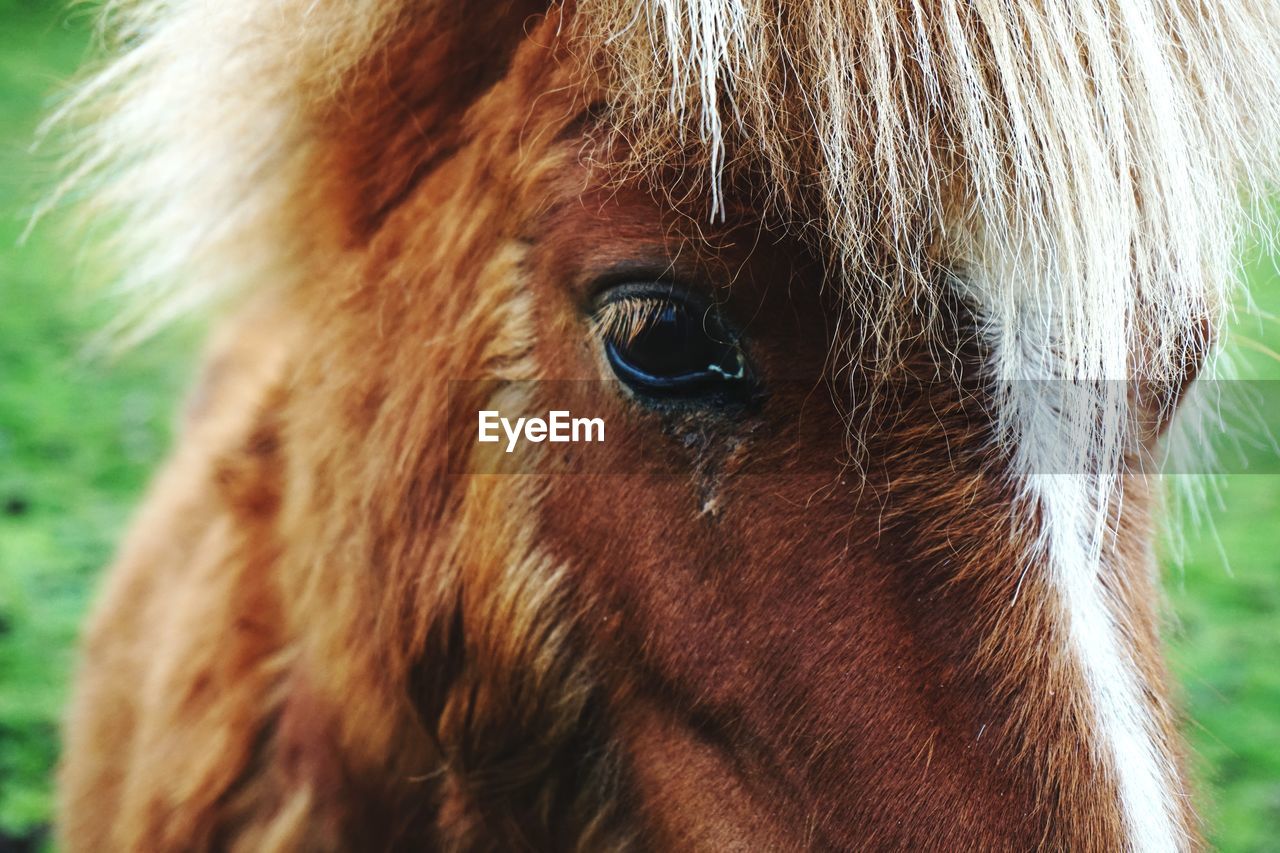 Close-up of a horse, shetland pony eye