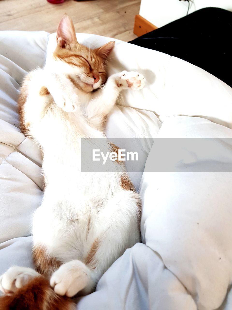 HIGH ANGLE VIEW OF WHITE CAT SLEEPING ON BED