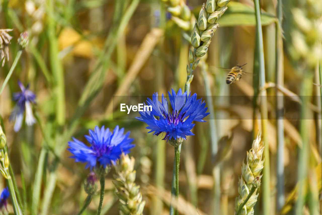 CLOSE-UP OF BEE POLLINATING FLOWER