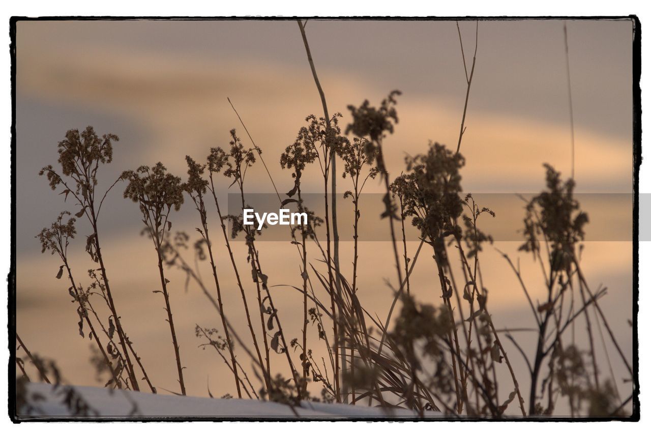 CLOSE-UP OF PLANTS AGAINST SUNSET SKY