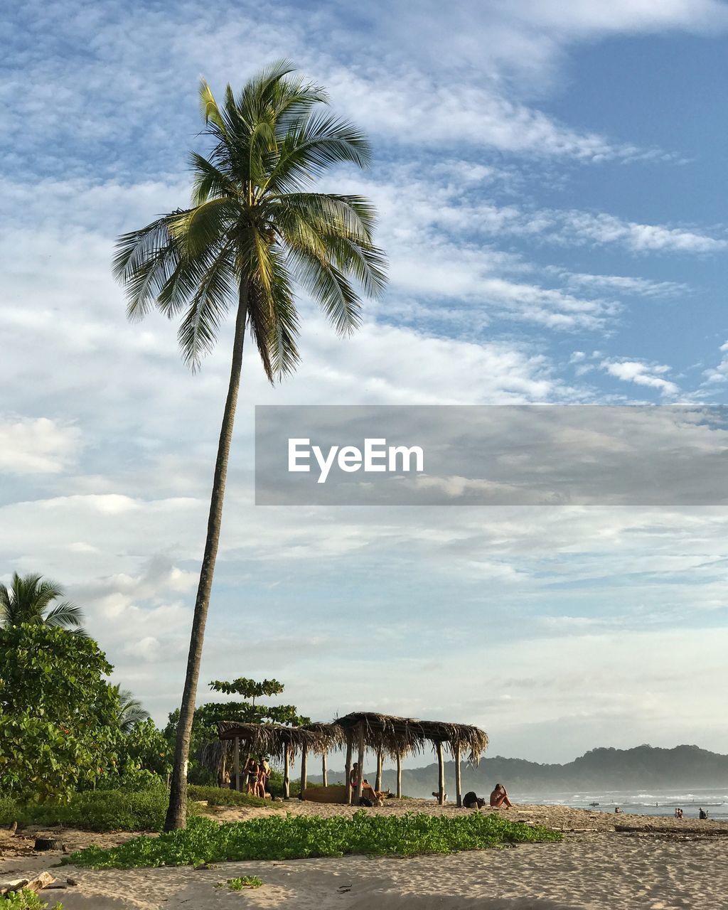 Palm trees on beach against sky