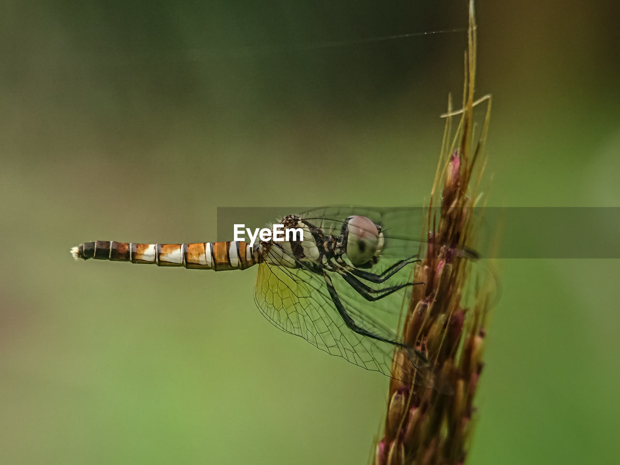 Close-up of dragonfly on plant, brachydiplax