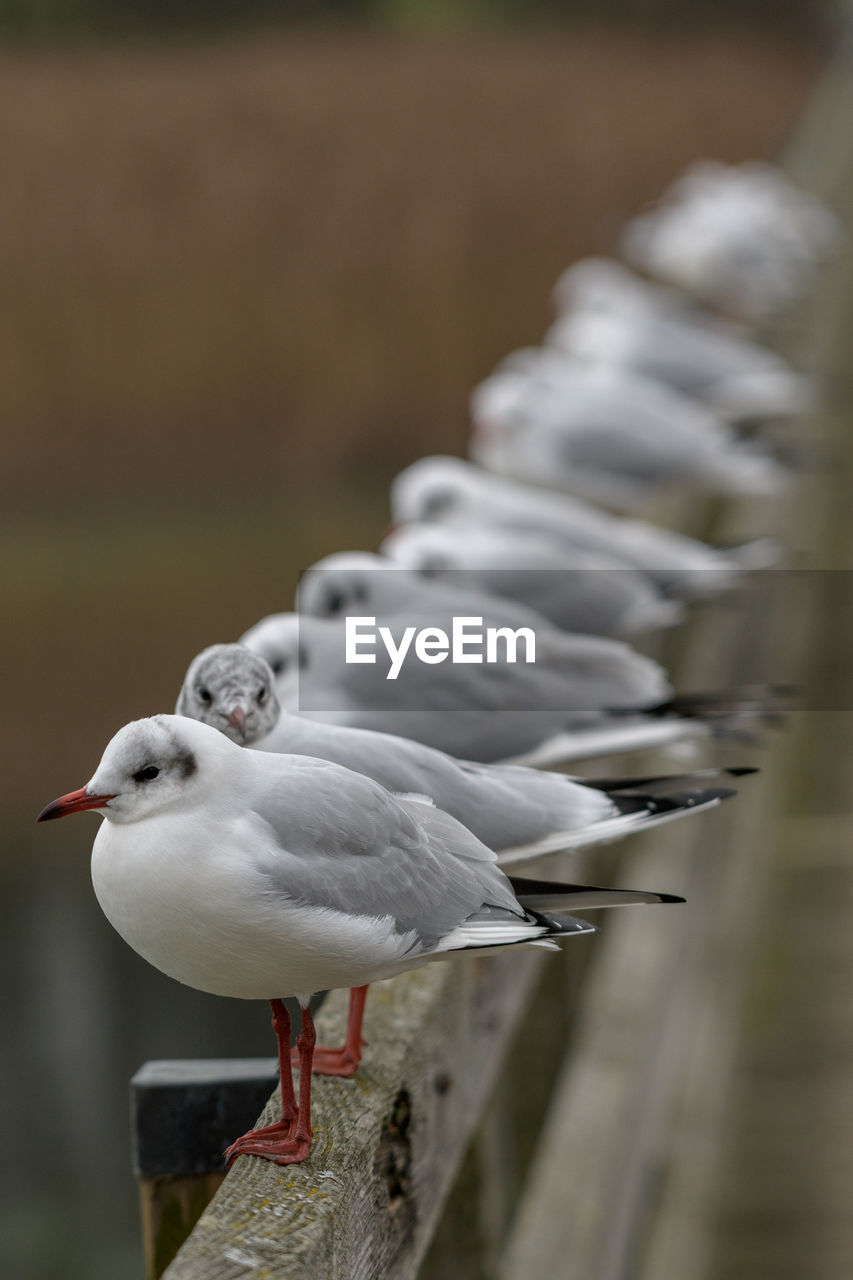 CLOSE-UP OF SEAGULL PERCHING ON RAILING