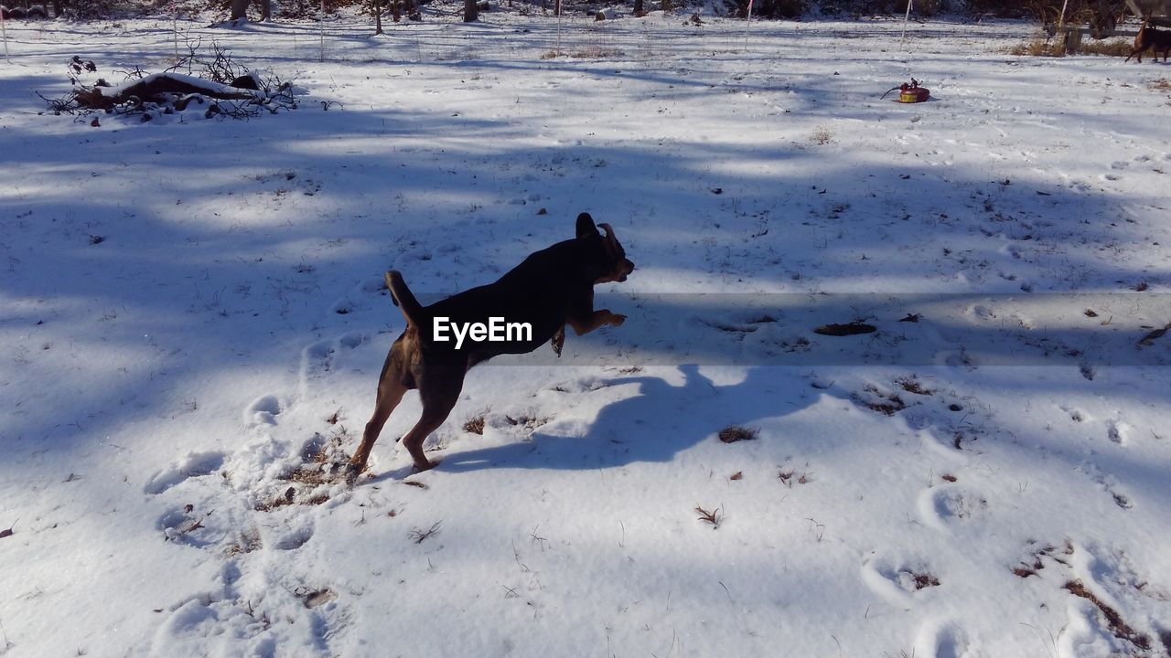 HIGH ANGLE VIEW OF DOGS ON SNOW FIELD