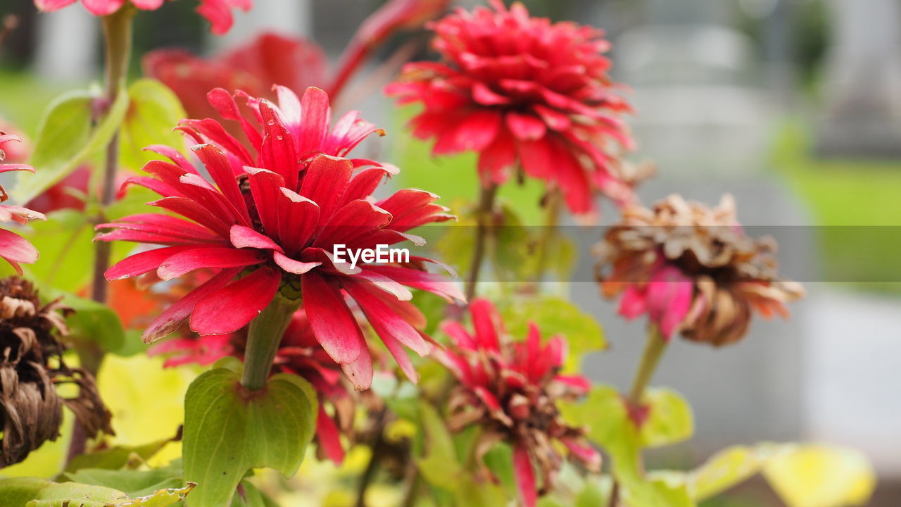 flower, flowering plant, plant, beauty in nature, freshness, close-up, nature, red, focus on foreground, fragility, flower head, petal, growth, no people, dahlia, pink, inflorescence, outdoors, plant part, leaf, floristry, day, multi colored, blossom, macro photography, vibrant color, summer