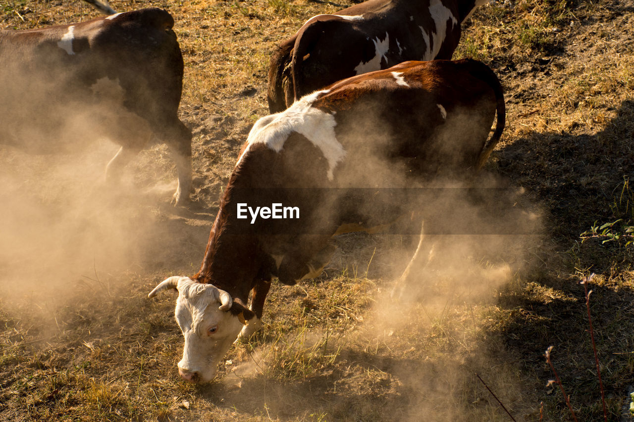 HIGH ANGLE VIEW OF COWS GRAZING ON FIELD