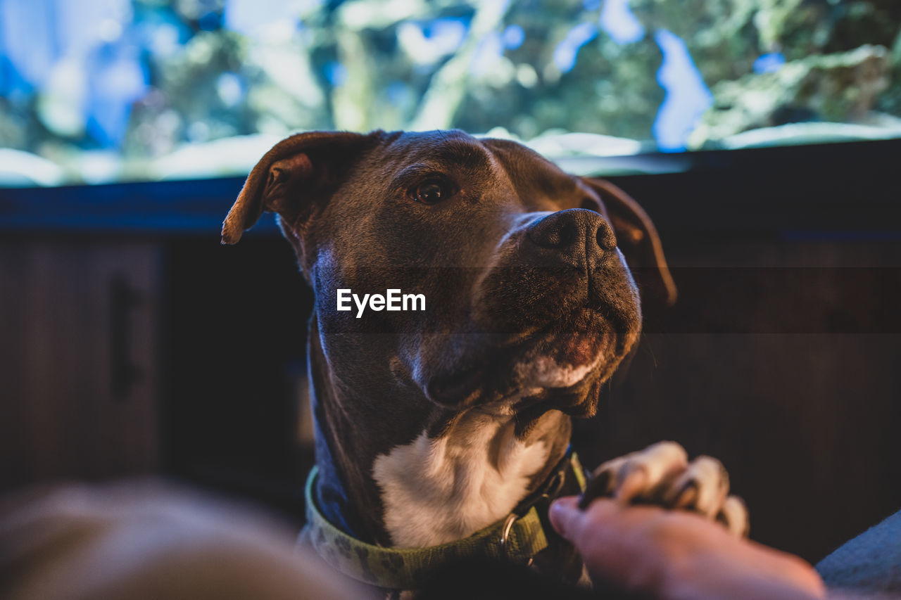 Pitbull female waits for your command with paw in your hand