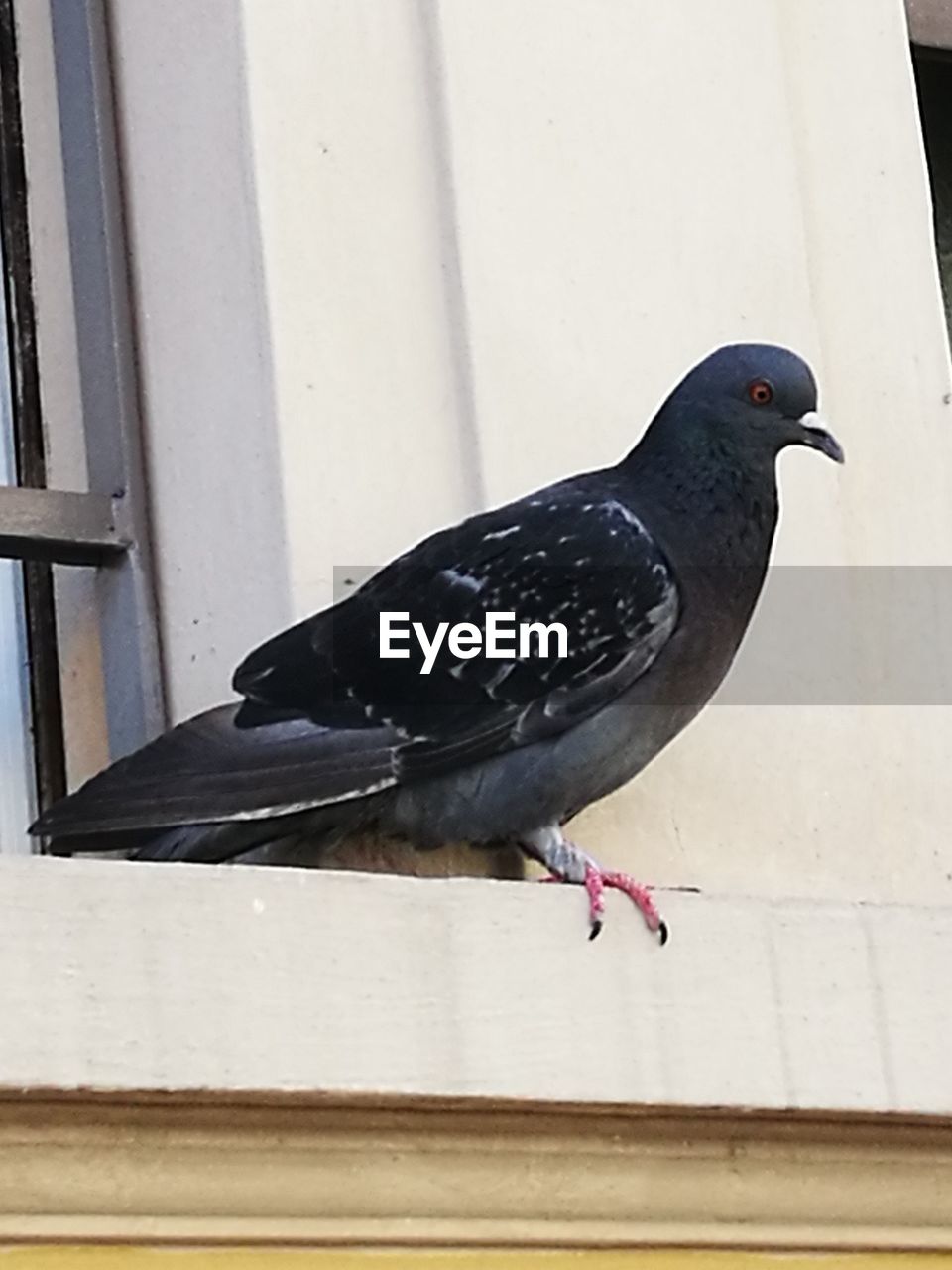 CLOSE-UP OF BIRD PERCHING ON PIPE