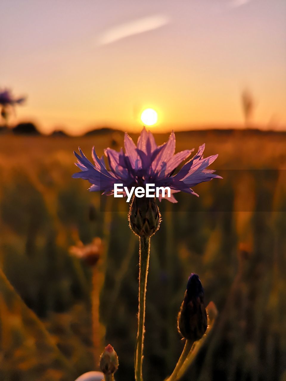 Close-up of flowering plant during sunset