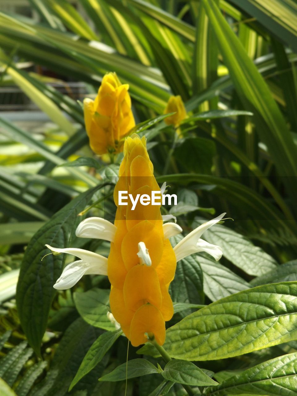 Close-up of yellow flower blooming in park