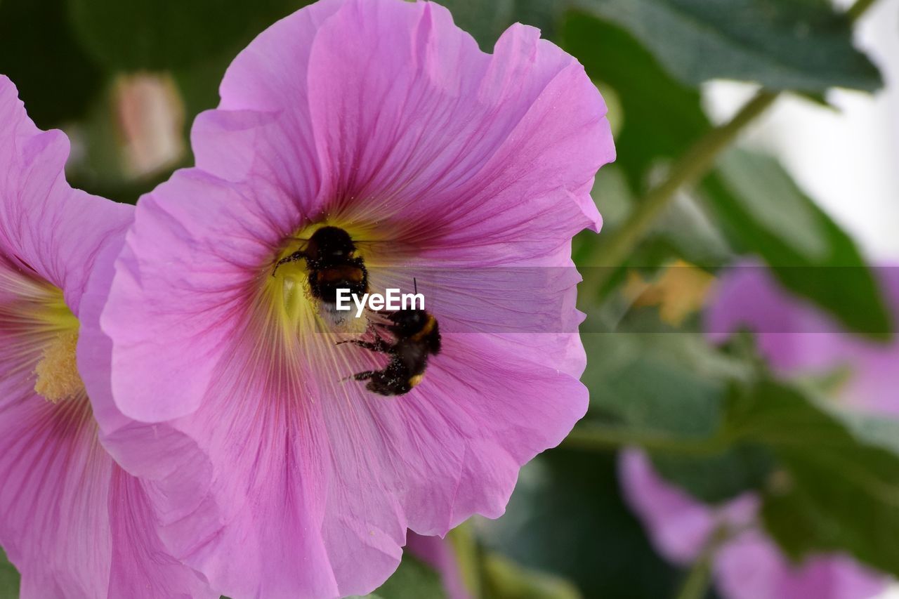 CLOSE-UP OF BEE ON PINK FLOWER