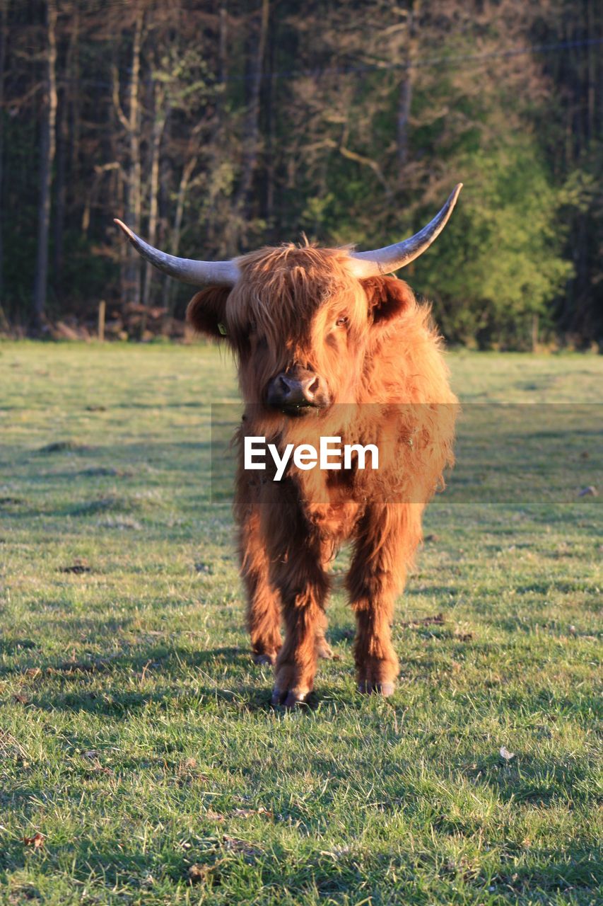 View of an highland cattle on field