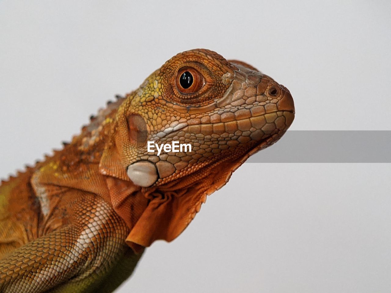 animal themes, animal, one animal, lizard, reptile, animal wildlife, close-up, dragon lizard, iguana, animal body part, side view, no people, macro photography, animal head, profile view, wildlife, iguania, animal scale, portrait