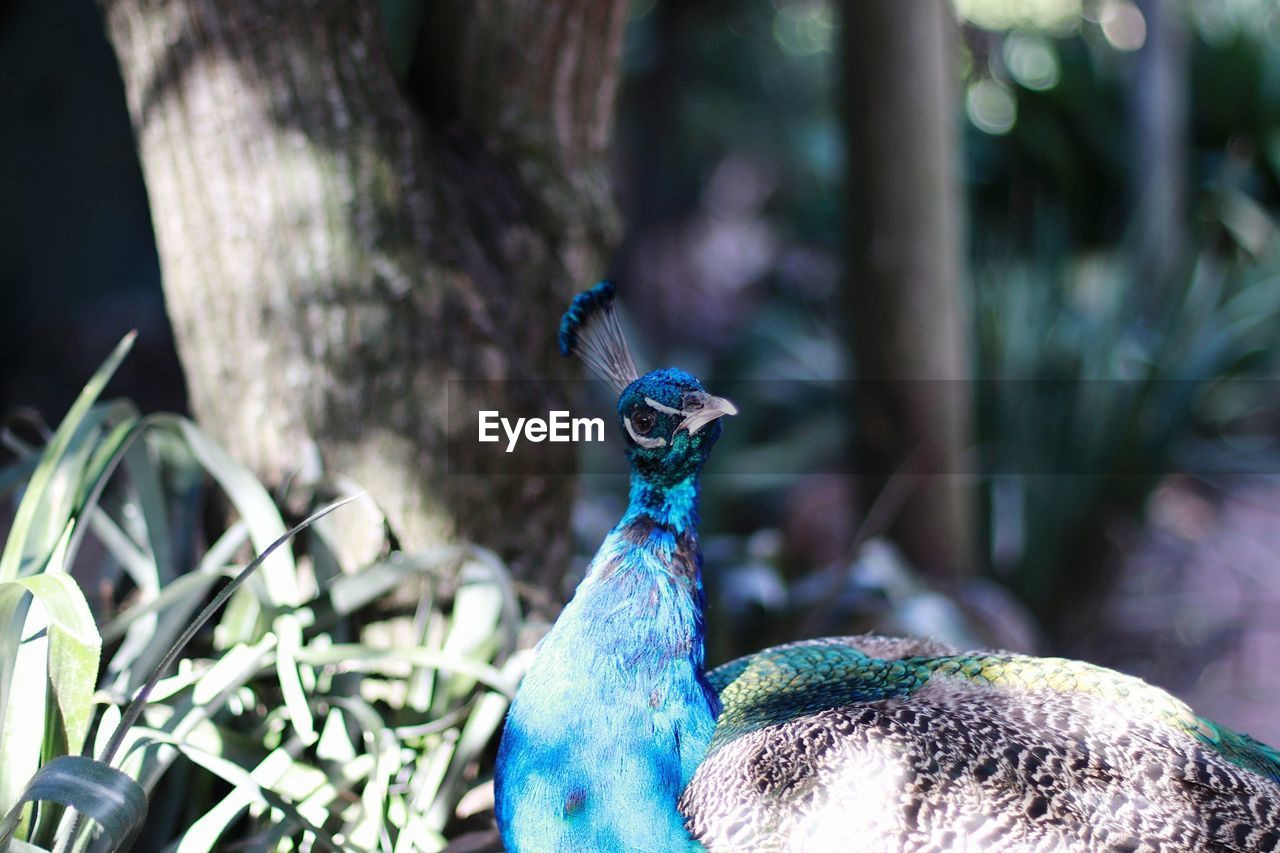 CLOSE-UP OF A BIRD