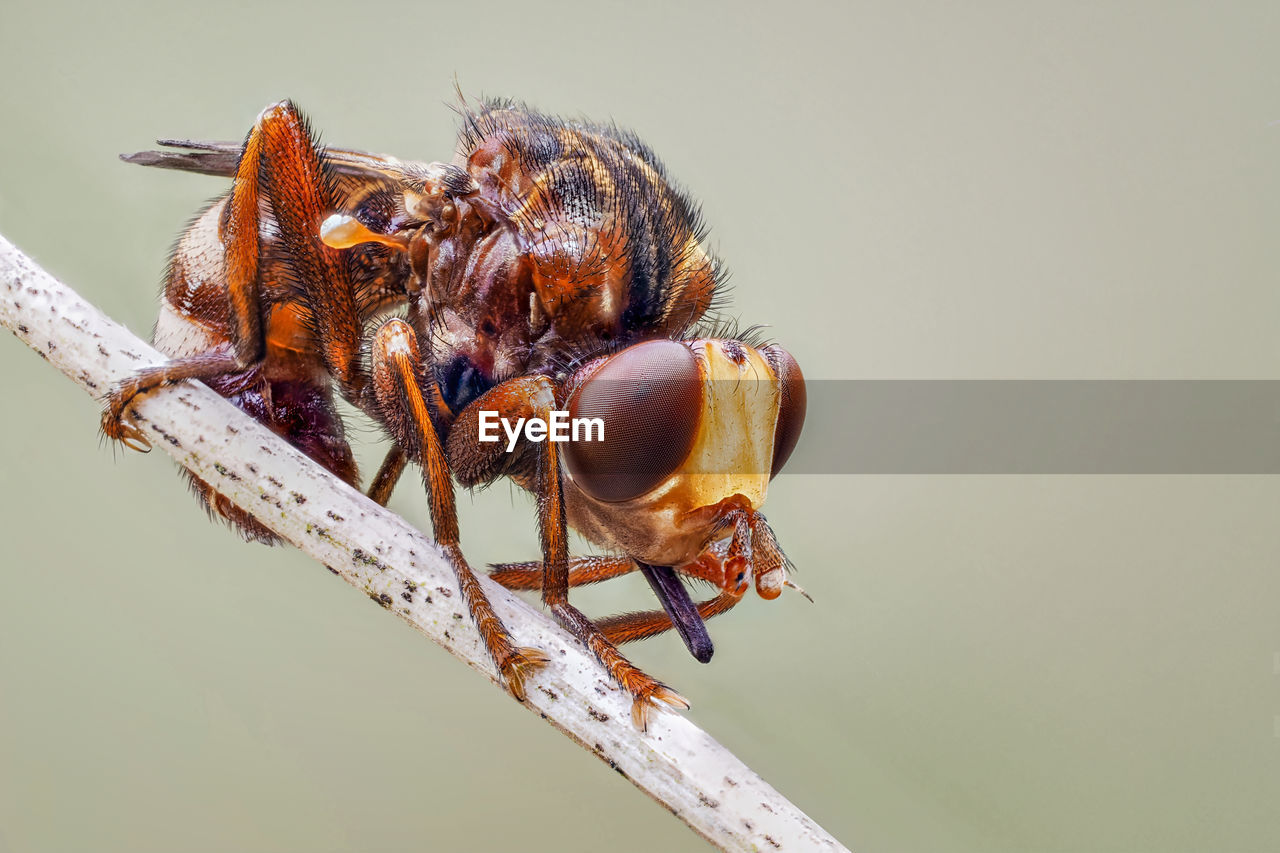 Close-up of insect on twig