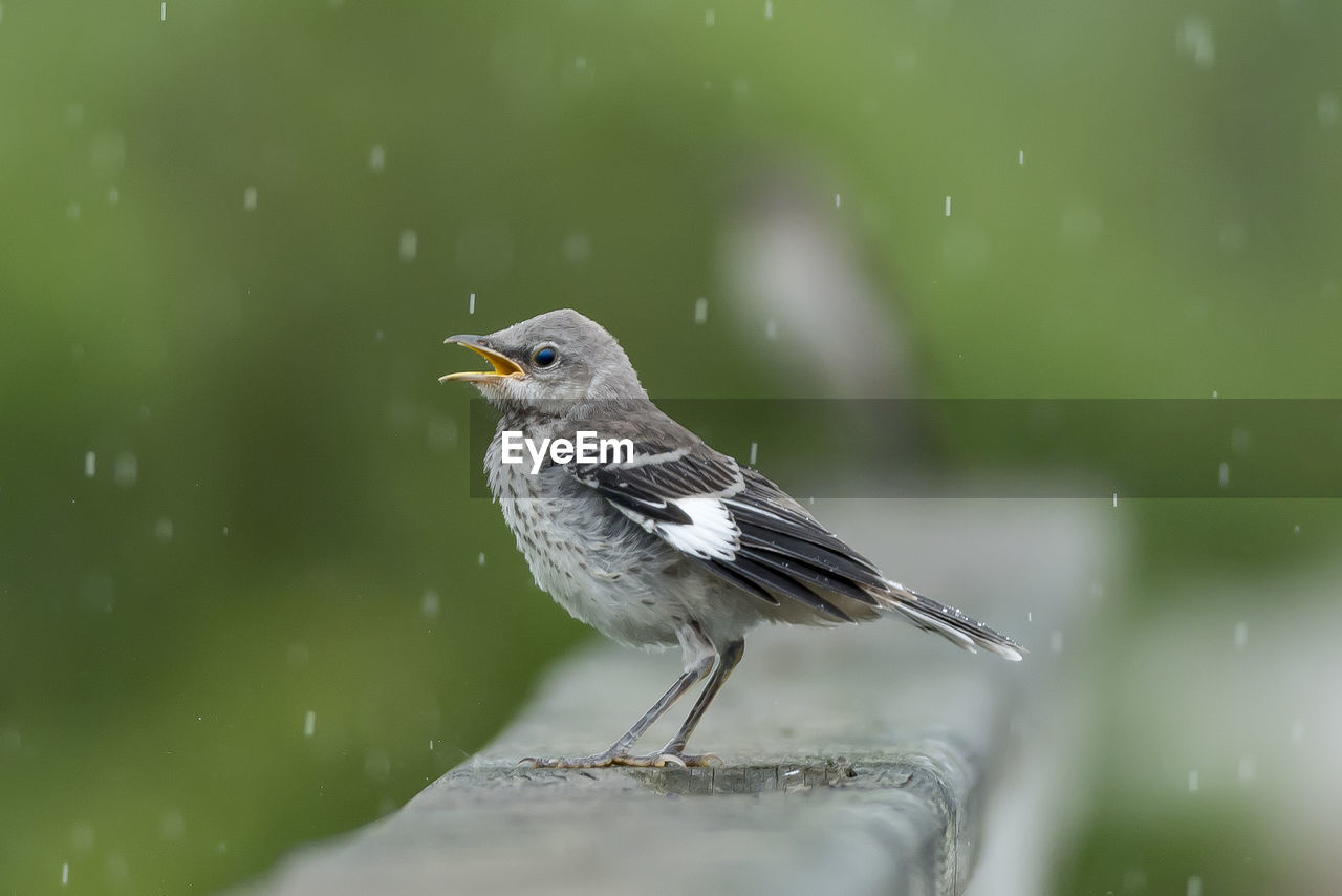 CLOSE-UP OF A BIRD PERCHING ON A LEAF