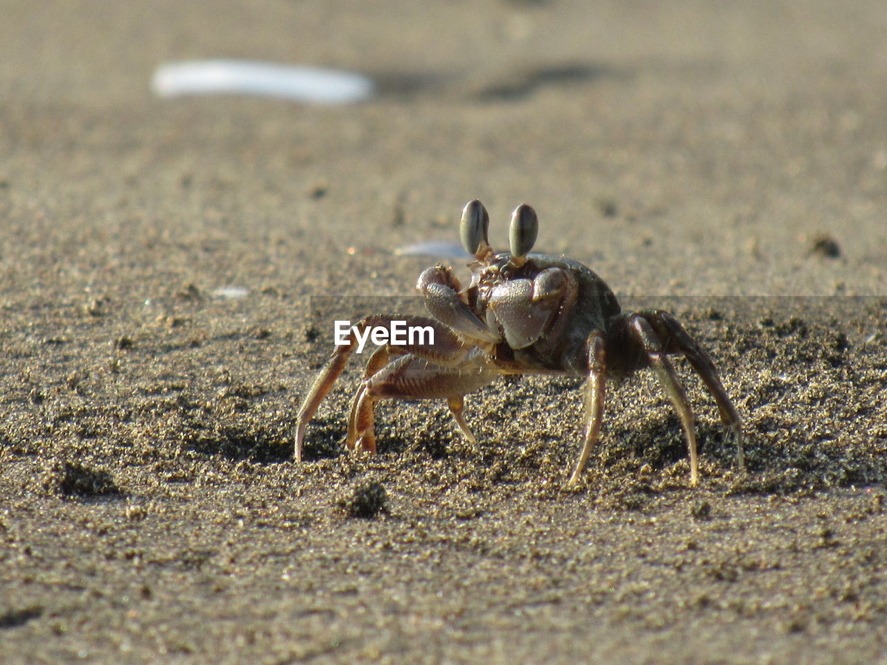 CLOSE-UP OF SPIDER ON SAND