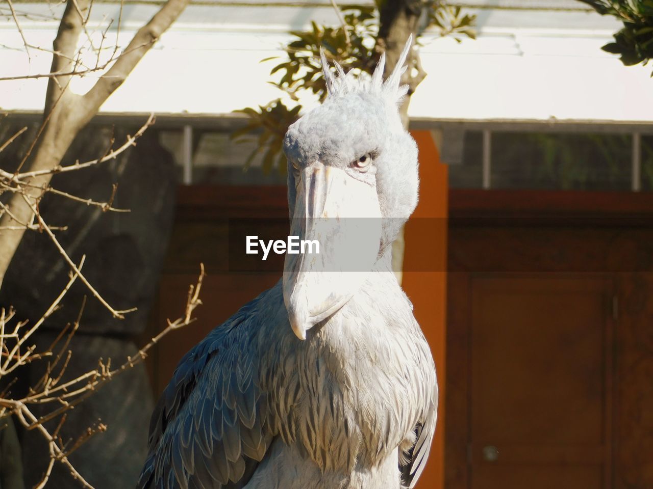 CLOSE-UP OF BIRD PERCHING ON TREE