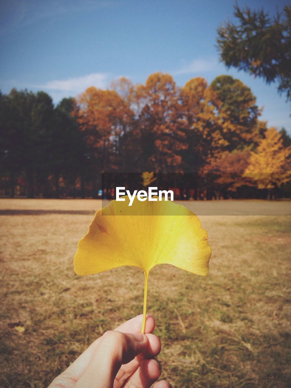 Cropped image of person holding yellow leaf on field during autumn