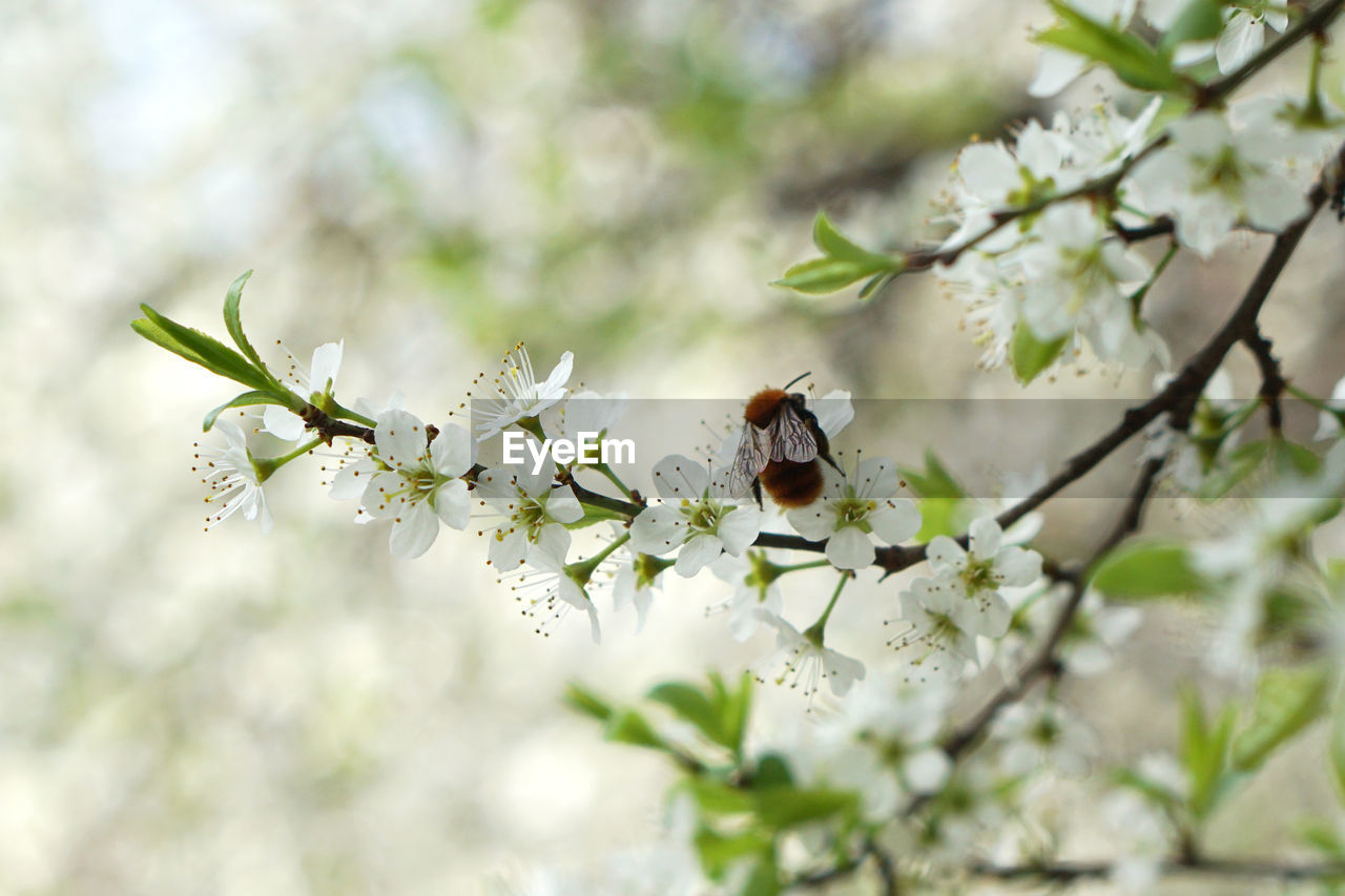 CLOSE-UP OF BEE ON FLOWER