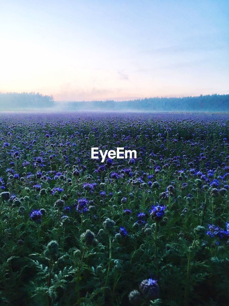 PURPLE FLOWERS ON FIELD AGAINST SKY