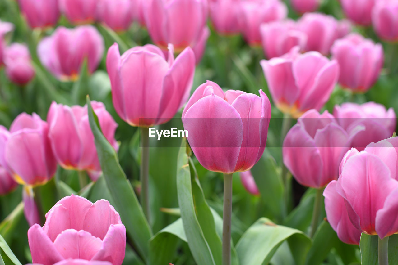 CLOSE-UP OF PINK TULIPS IN BLOOM