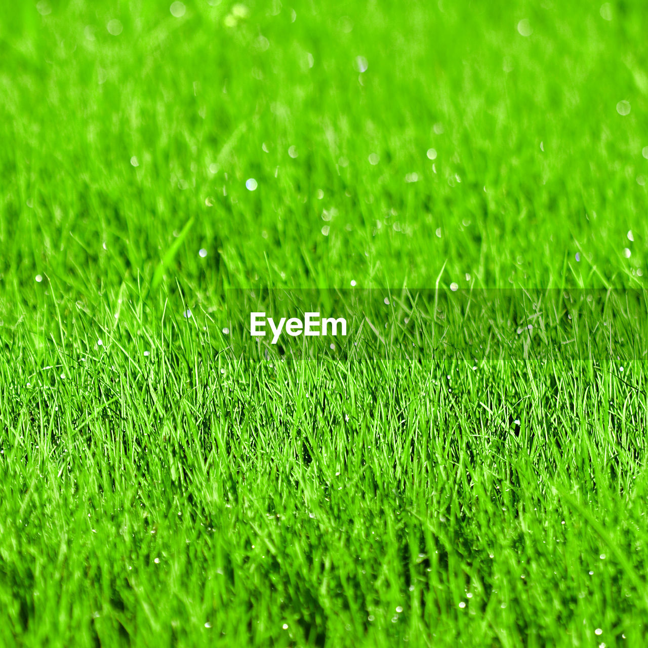 FULL FRAME SHOT OF FRESH GREEN GRASS