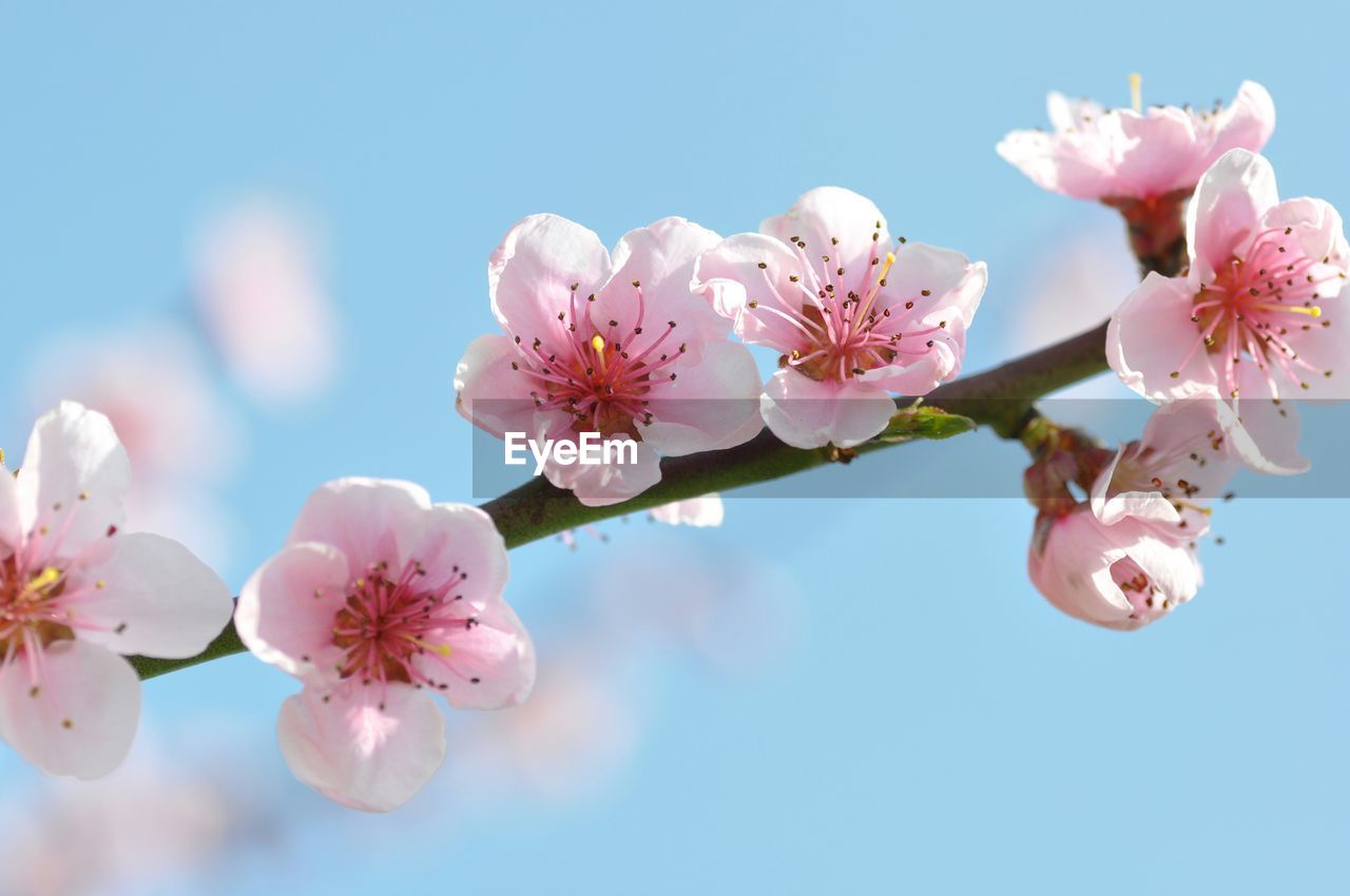 Close-up of cherry blossoms against blue sky