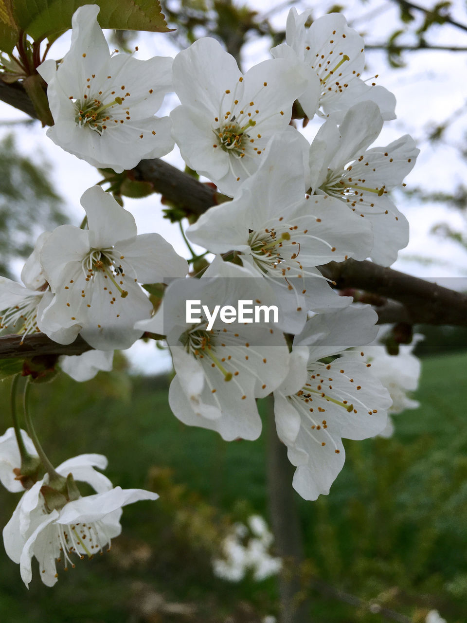 APPLE BLOSSOMS IN SPRING