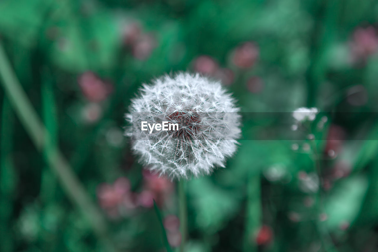 Blowball flower in the summer . dandelion at green background