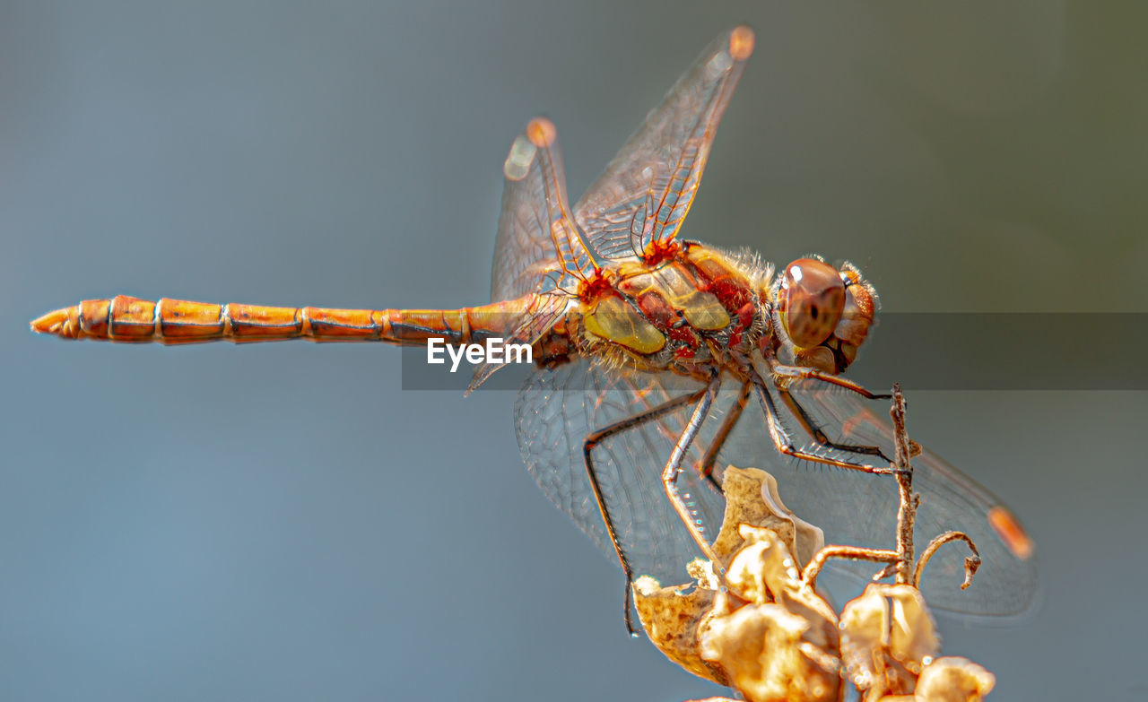 Close-up of dragonfly on twig