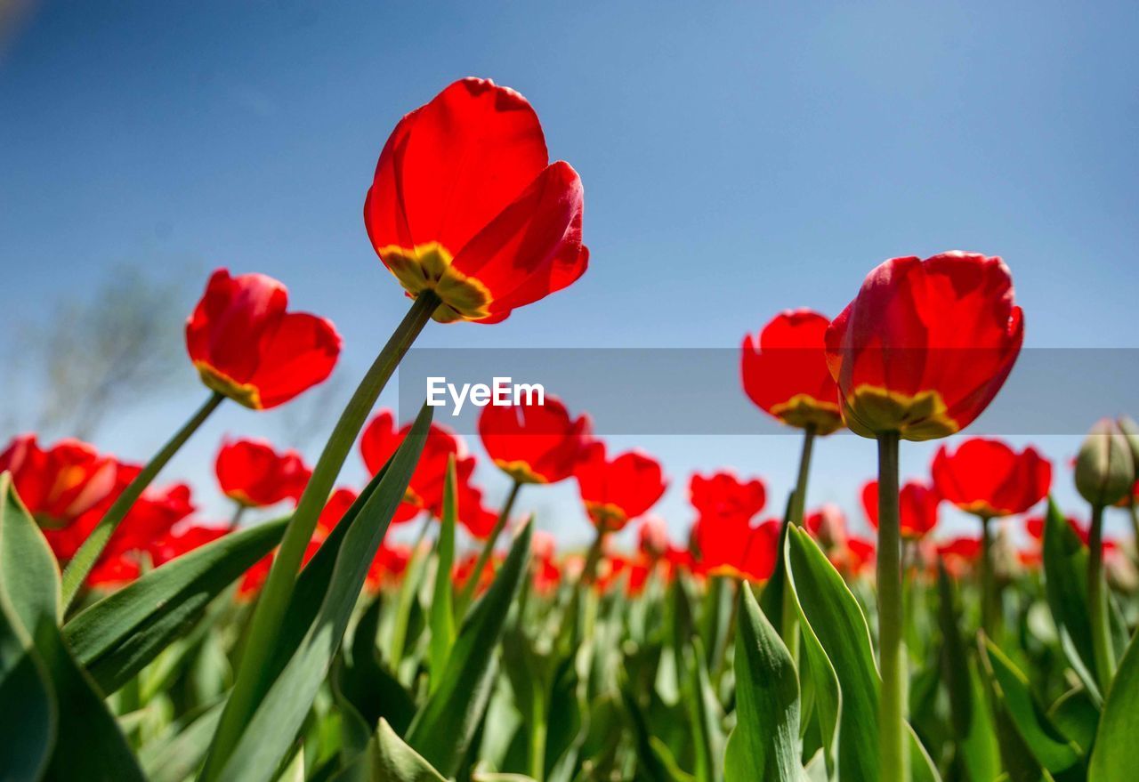 Close-up of poppies blooming in field against clear sky