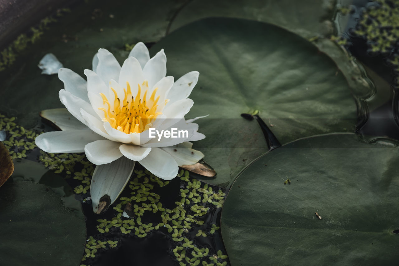 CLOSE-UP OF WATER LILY IN LAKE