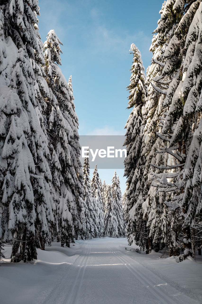 Trees on snow covered land against sky
