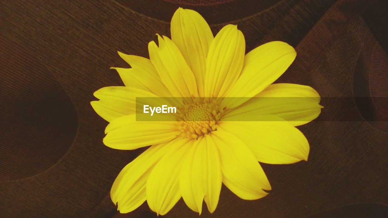 Close-up of yellow flower