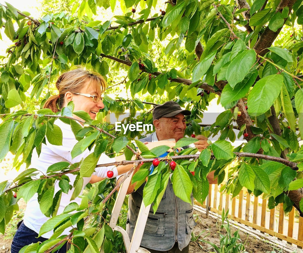 Man and woman plucking cherries from tree at orchard