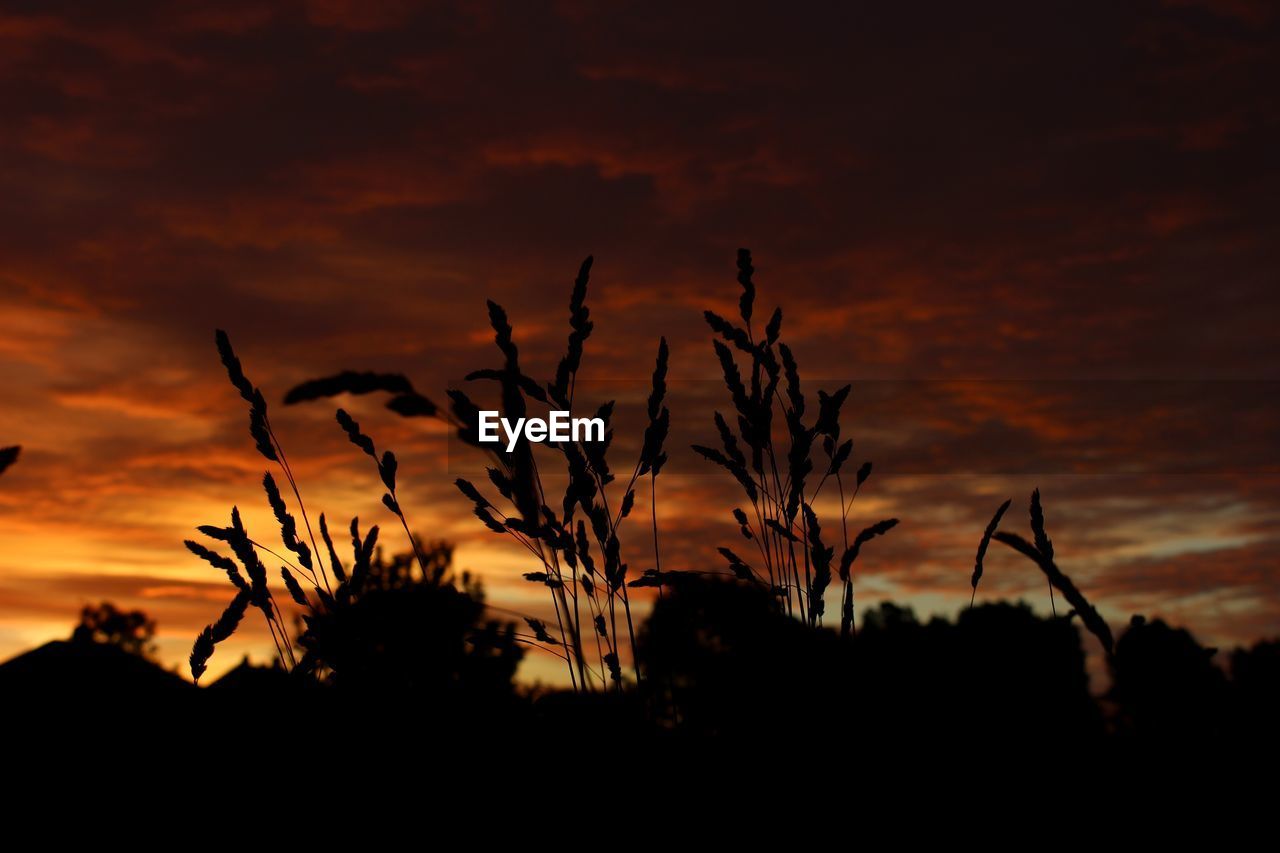 Silhouette plants against dramatic sky during sunset