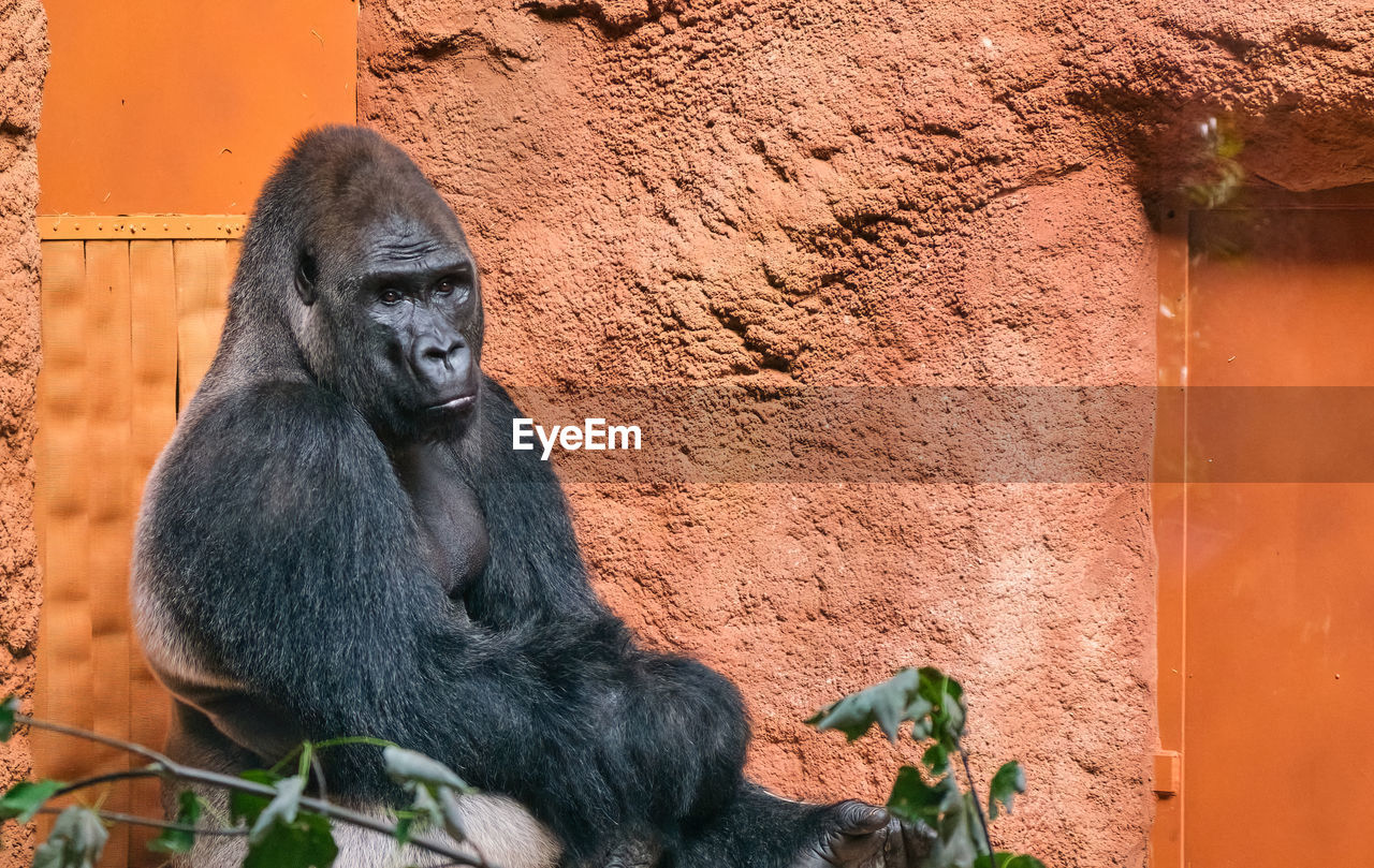 close-up of monkey on tree