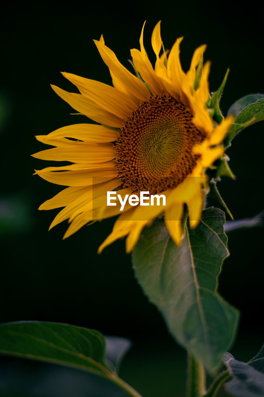 Sunflower at sunset in garden