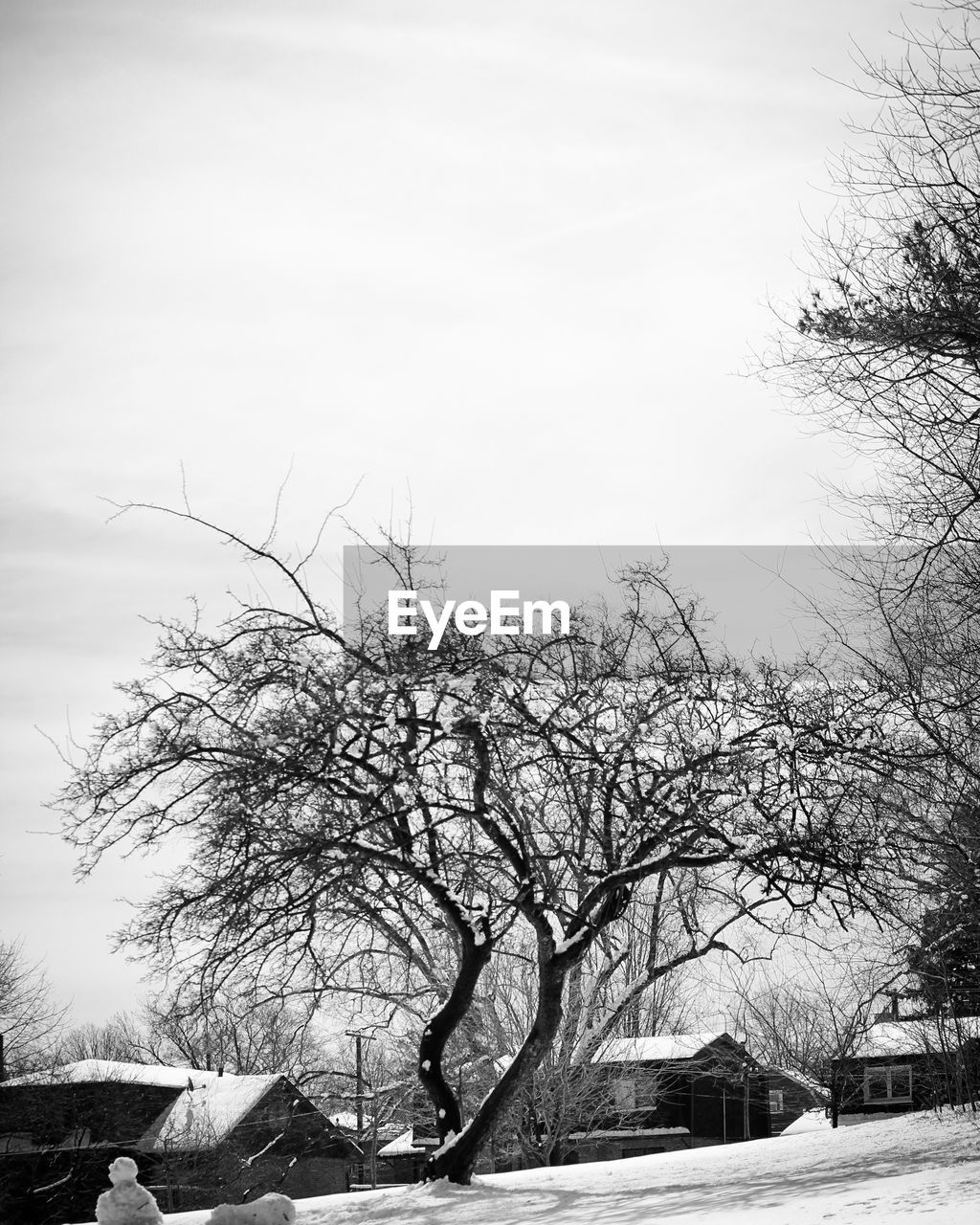 LOW ANGLE VIEW OF BARE TREE AGAINST SKY DURING WINTER