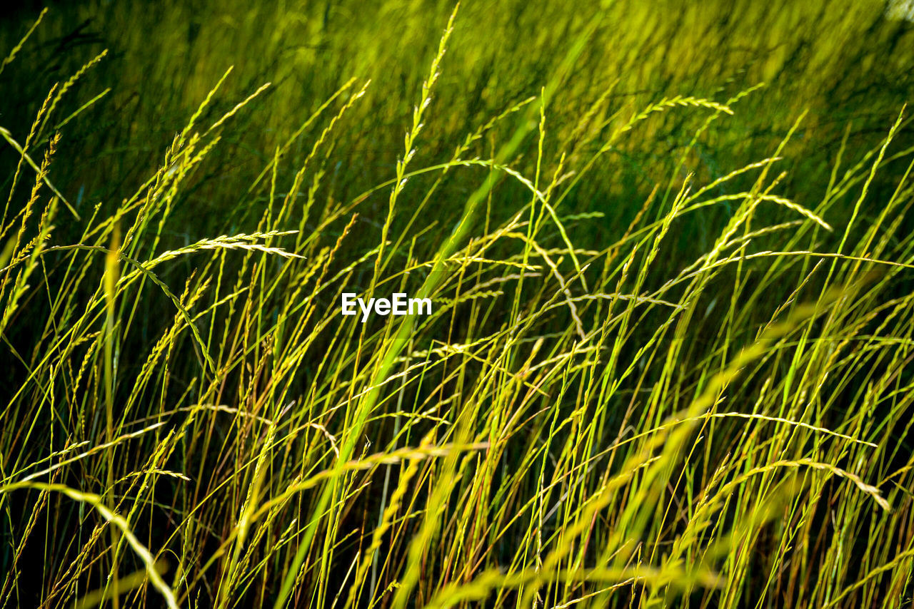 Close-up of grass growing on field