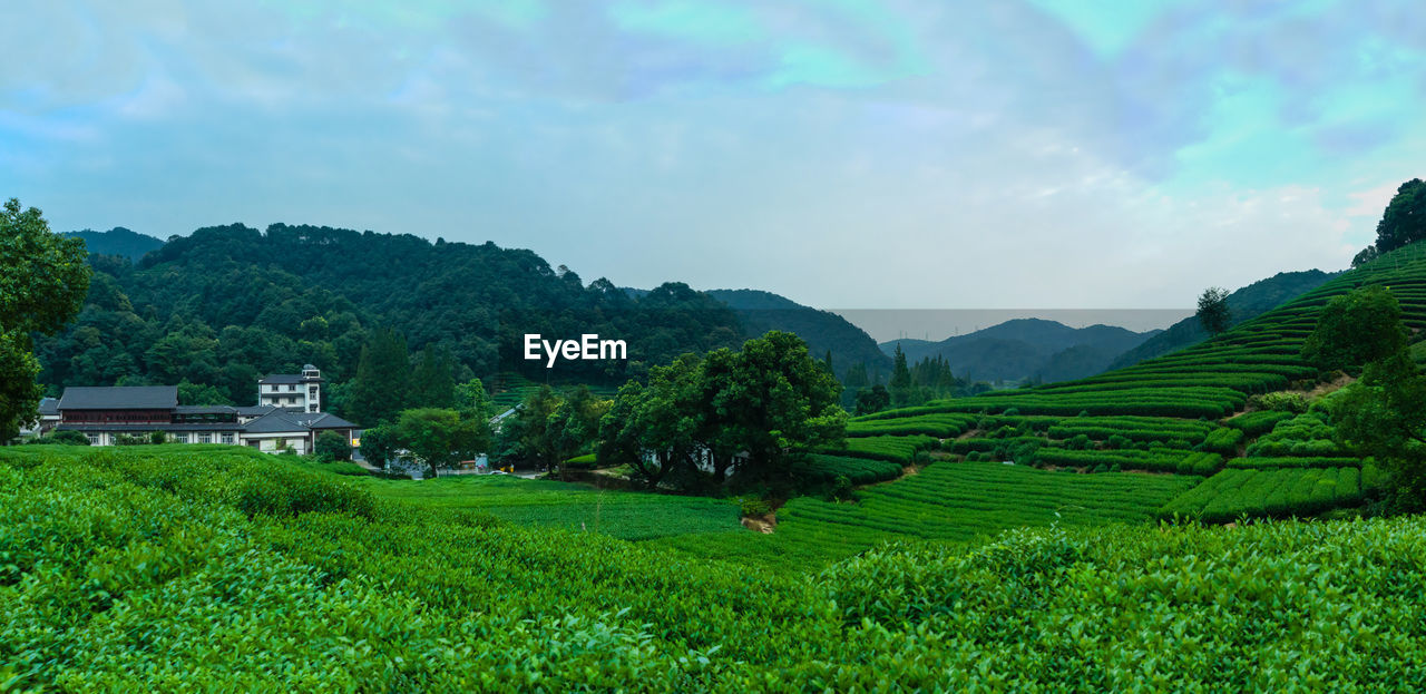 Scenic view of agricultural field against sky