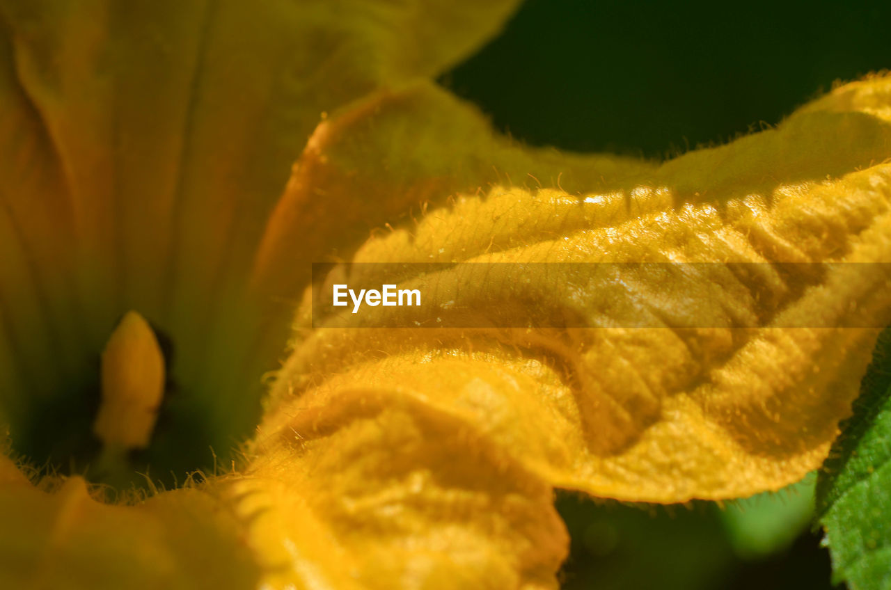 Close-up of flower blooming outdoors