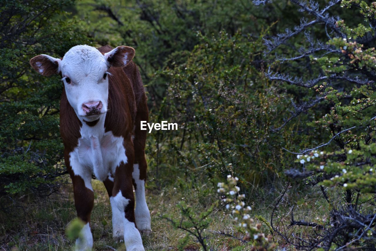 PORTRAIT OF COW STANDING ON LAND