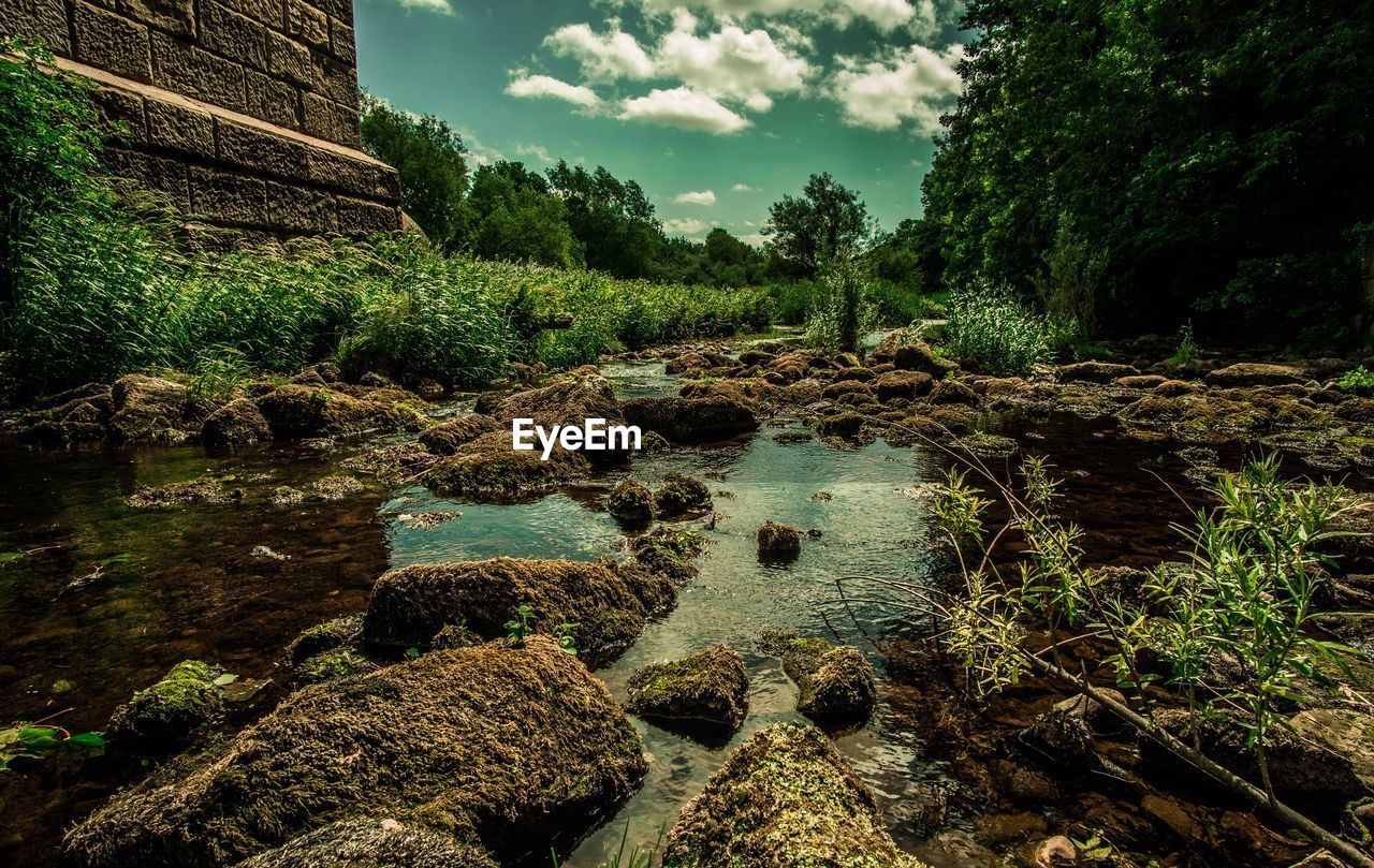 PLANTS GROWING ON ROCKS AGAINST SKY