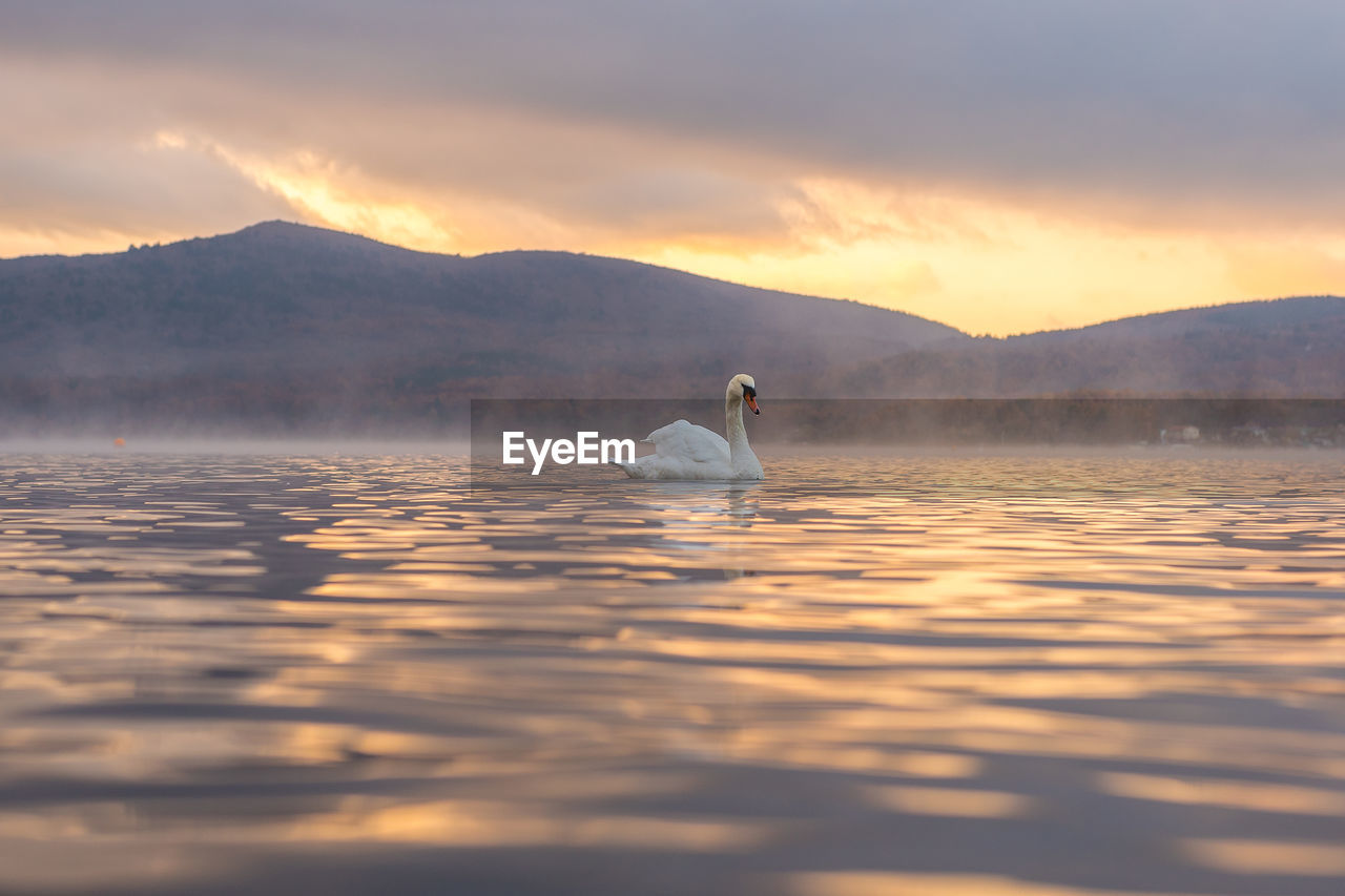 Swan swimming on lake against cloudy sky during sunset