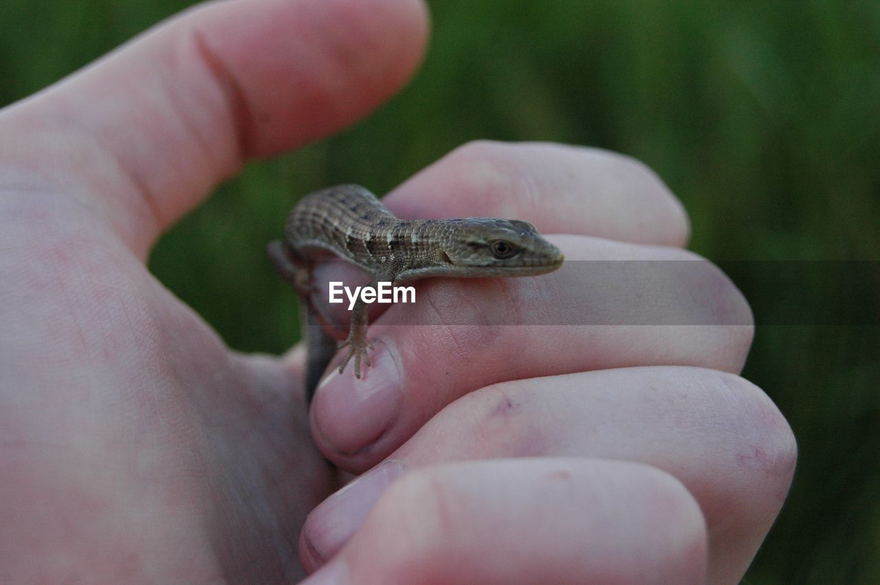 Close-up of hand holding lizard
