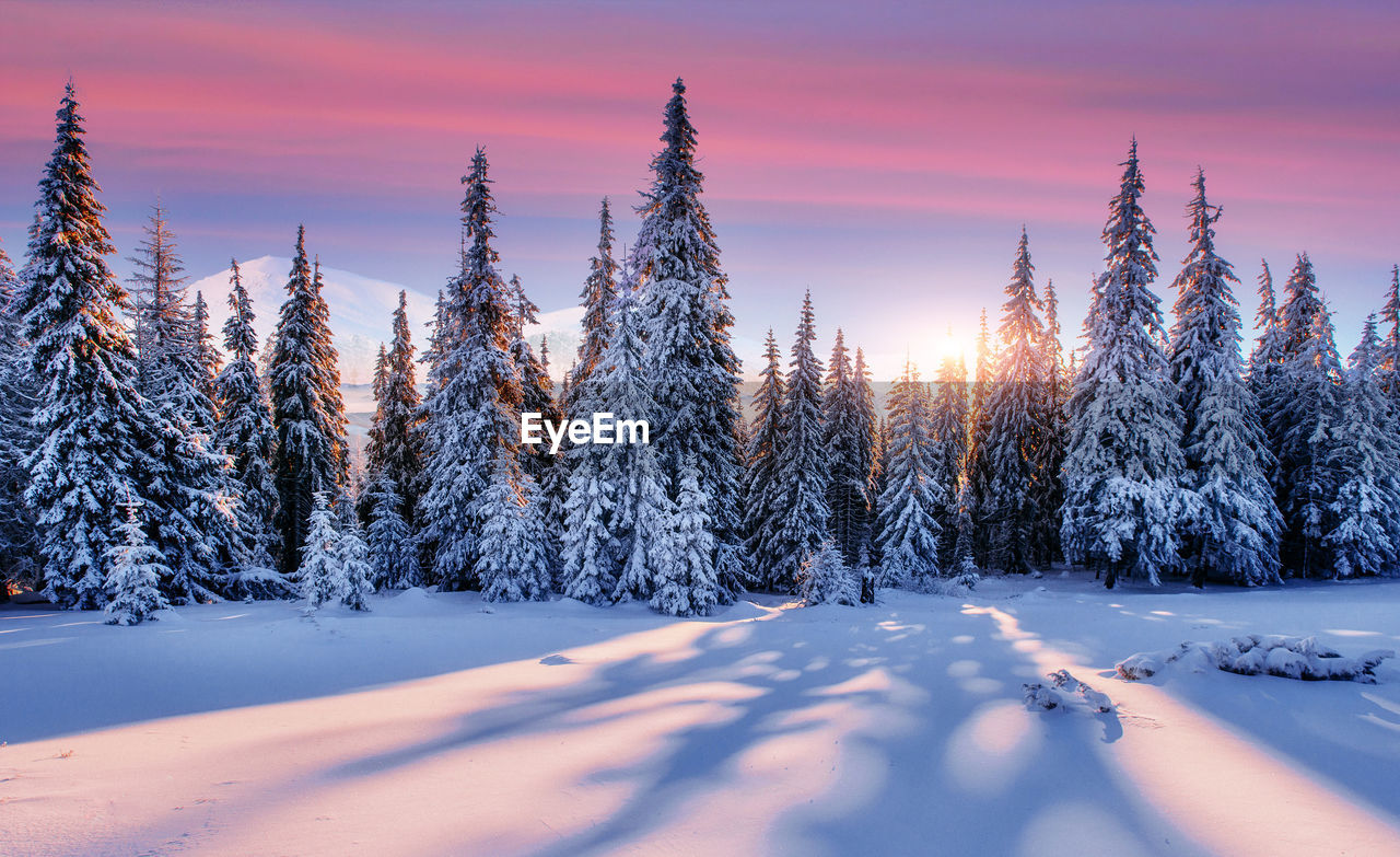 Purple sky. majestic landscape with forest at winter time. scenery background.