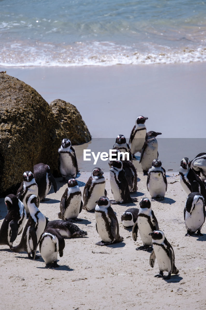 high angle view of birds on shore