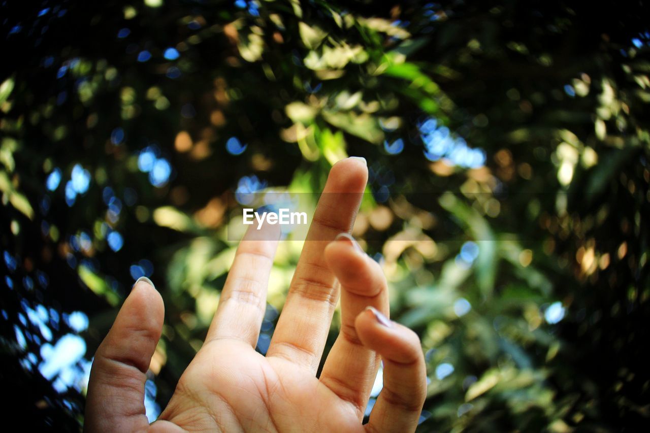 Low angle view of human hand against tree